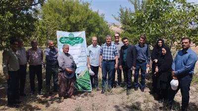روز مزرعه با عنوان راهكارهای كاهش آسیب سرمای دیررس بهاره در روی درختان بادام